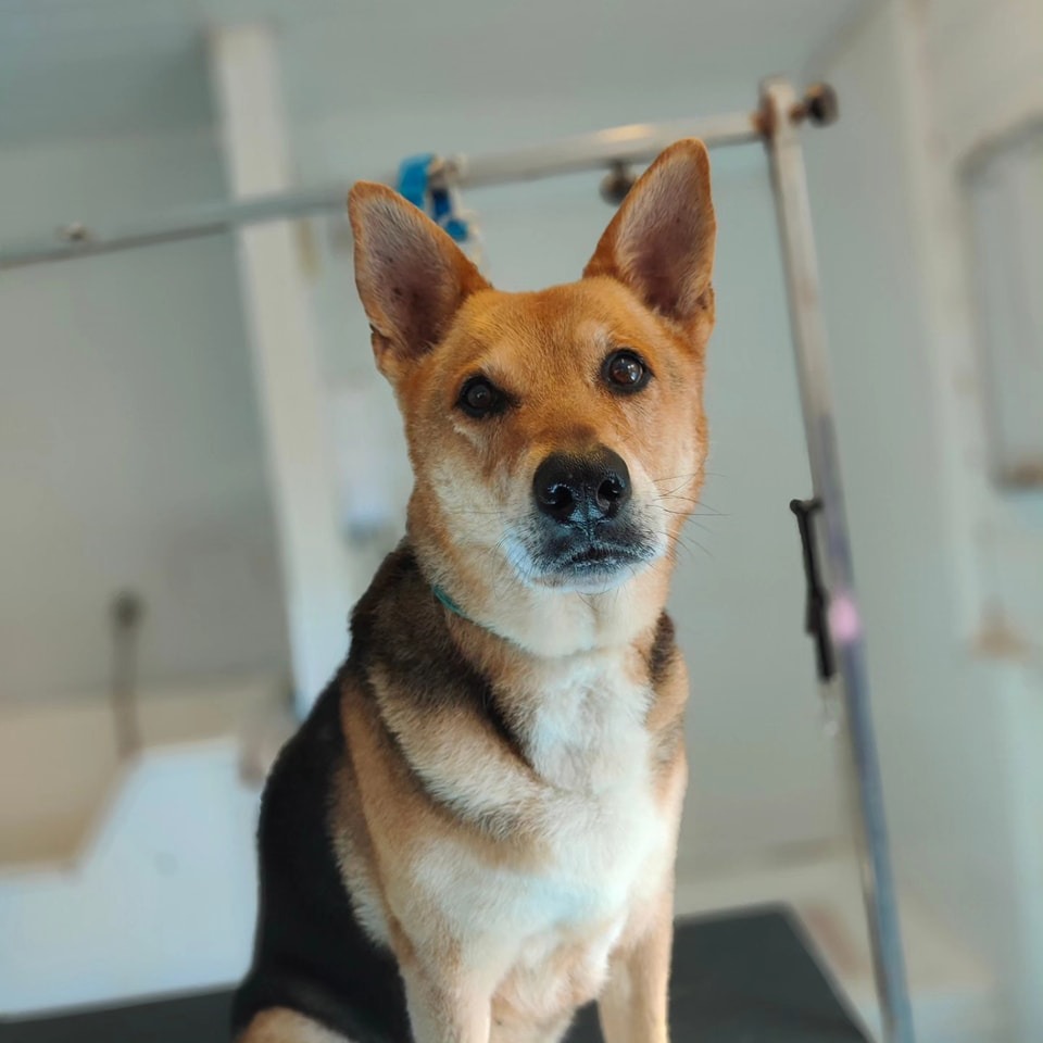 Daisy Groomed