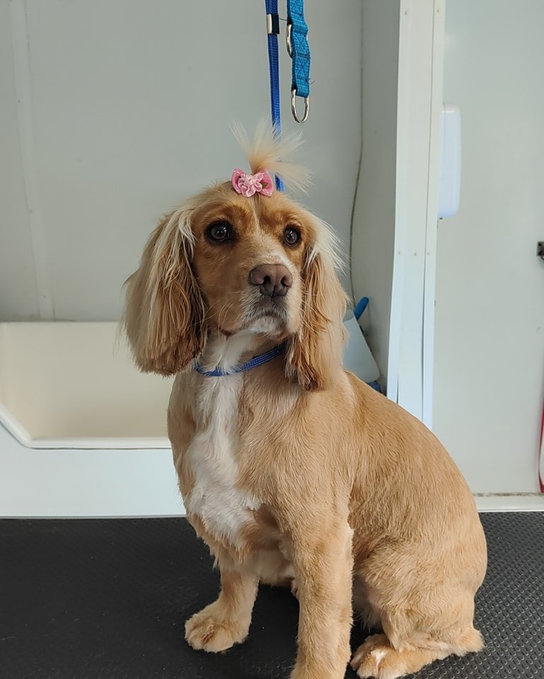Meg Groomed