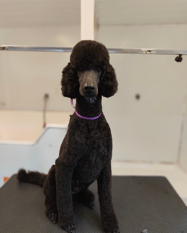 Otto Groomed