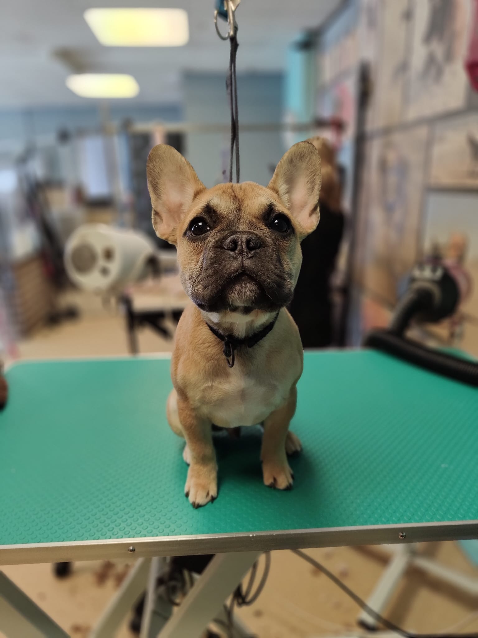 Puppy School