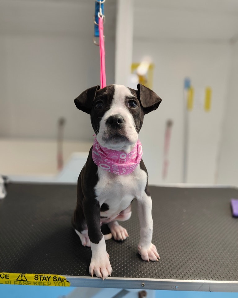 Puppy