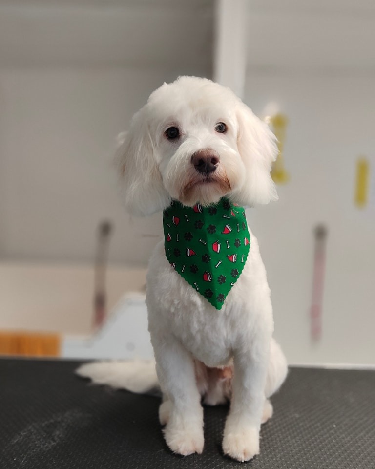 Puppy