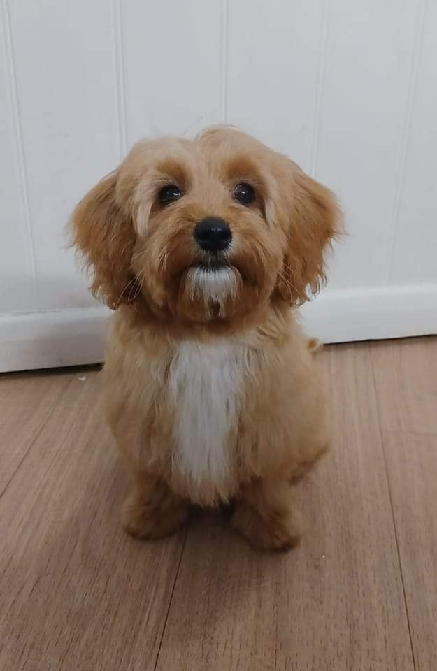 Puppy