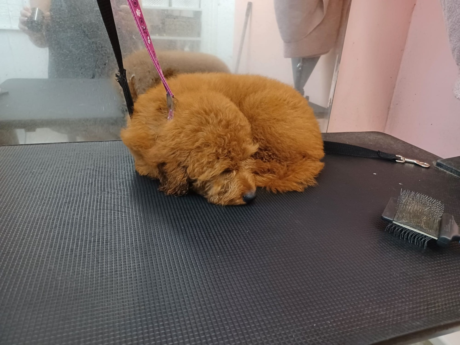Puppy bath