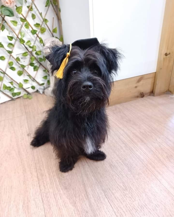 Puppy graduation