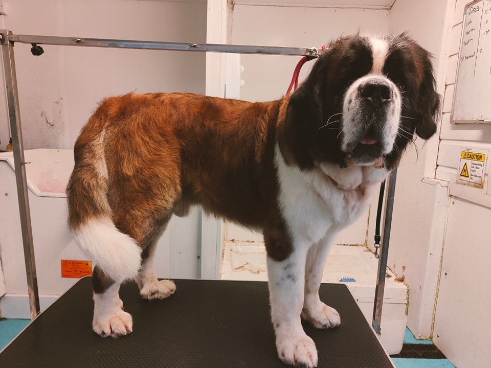 St Bernard