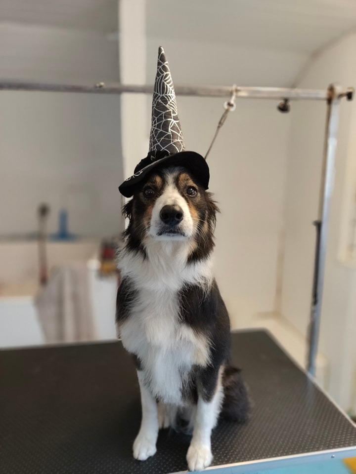 Wizard dog