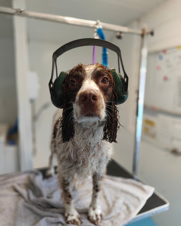 Bathing dog