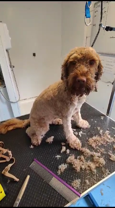 Not Happy Dog