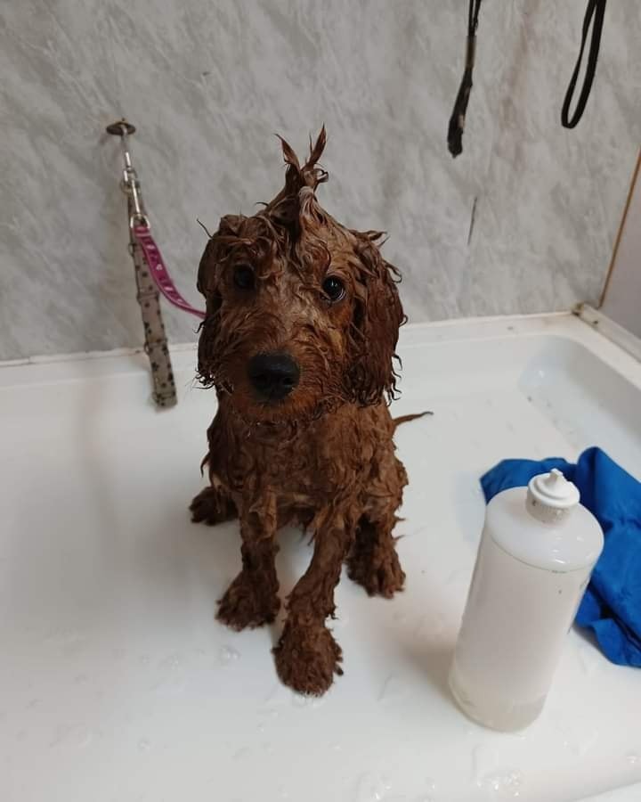 Dog wash