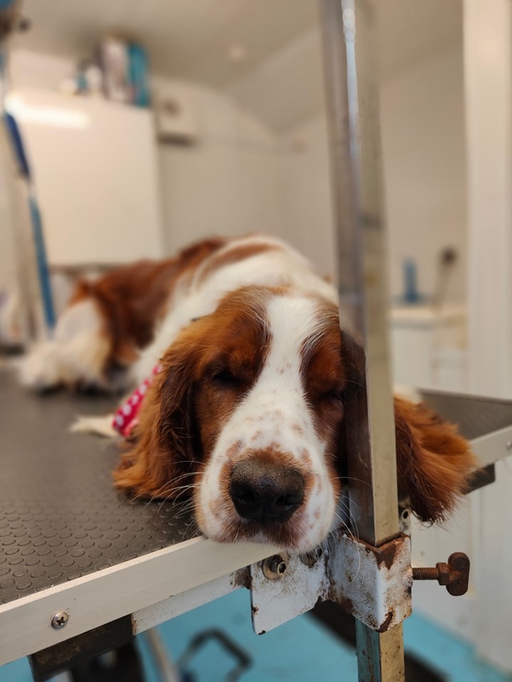 Tired dog