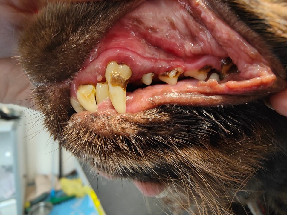 Teeth Cleaning After