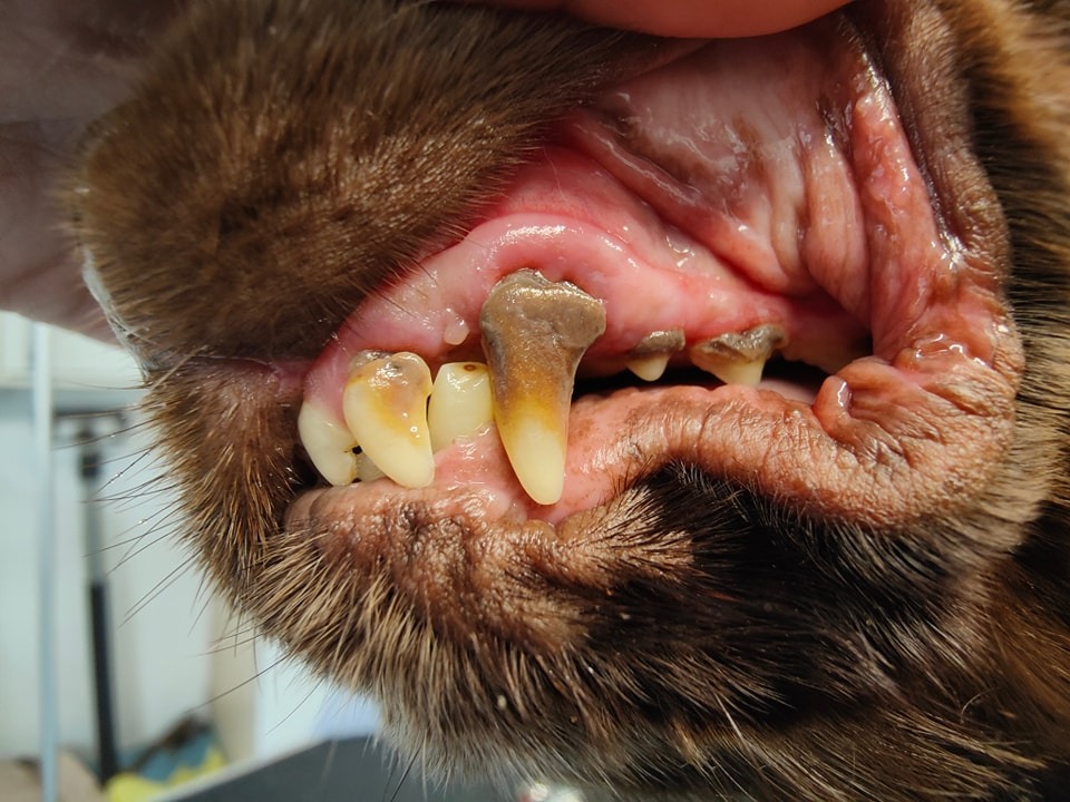 Teeth Cleaning Before