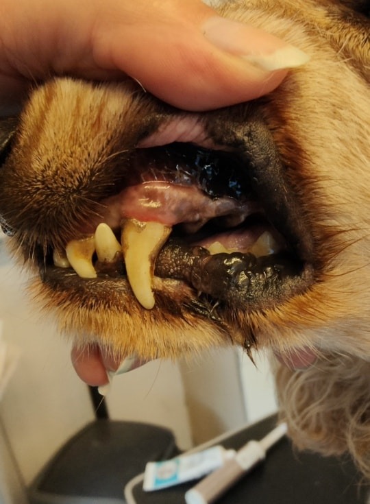 Teeth Cleaning After