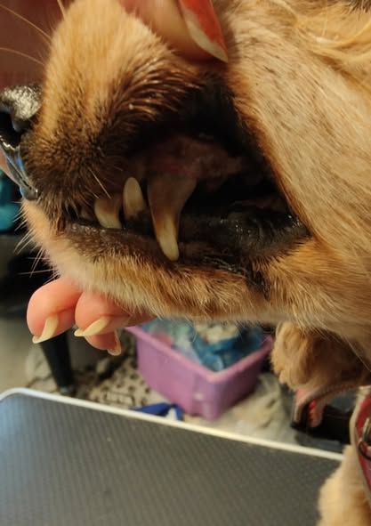 Teeth Cleaning Before