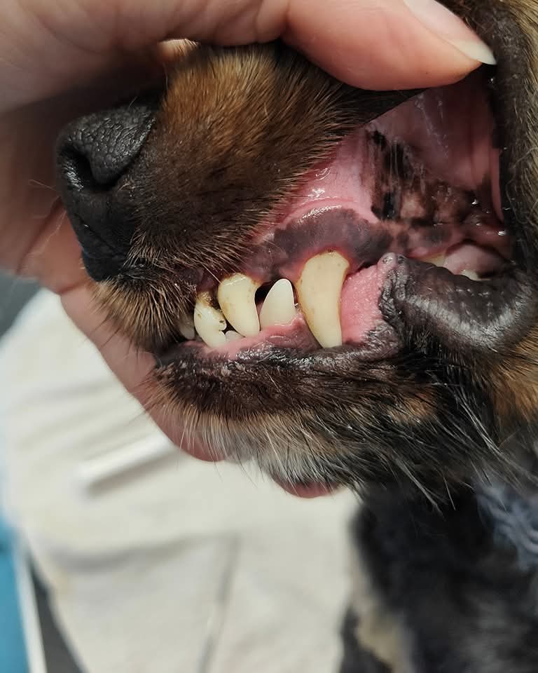 Teeth Cleaning After