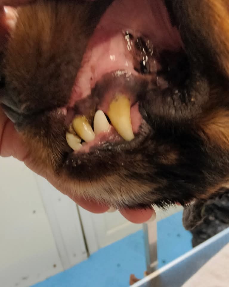 Teeth Cleaning Before