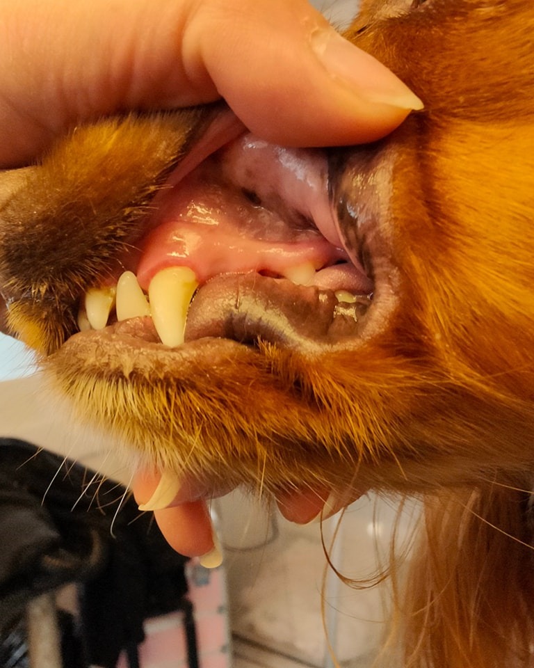 Teeth Cleaning