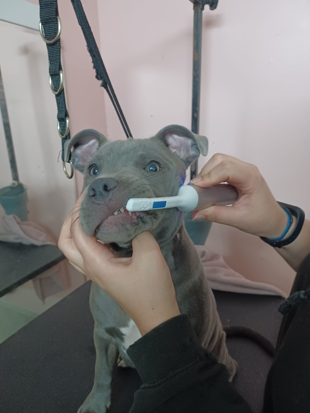 Teeth Cleaning