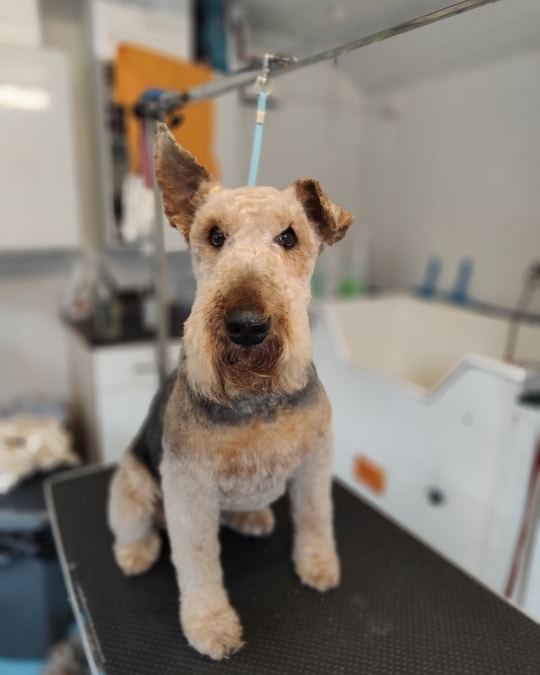 Wonky ear dog